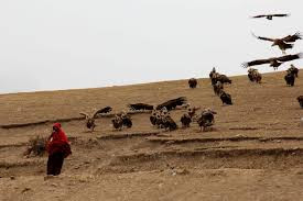 Do vậy, người Tây Tạng xẻ thi thể người quá cố làm mồi cho kền kền ăn để người chết nhanh chóng lên thiên đàng.