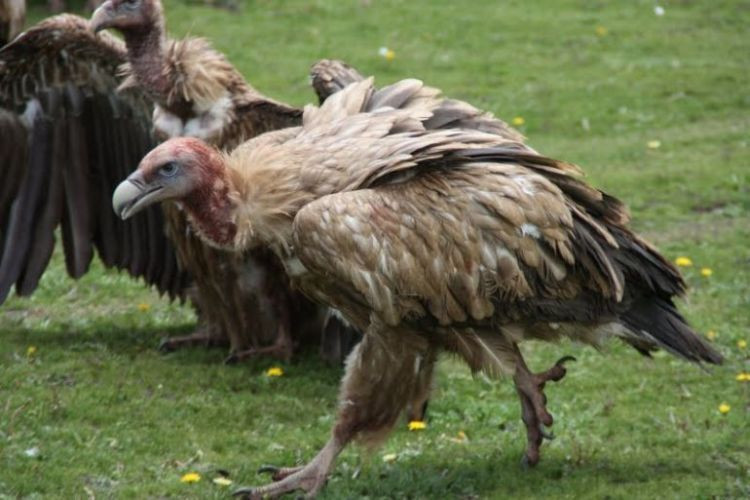 Trong khi đó, kền kền được người dân Tây Tạng tôn kính như một loài động vật linh thiêng liêng.