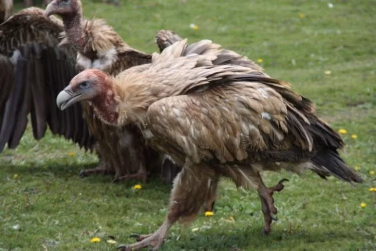 Trong khi đó, kền kền được người dân Tây Tạng tôn kính như một loài động vật linh thiêng liêng.