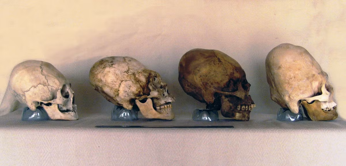 ADN ty thể của người Paracas có sự đột biến khác với bất kỳ chủng loại người, linh trưởng hay động vật nào khác.