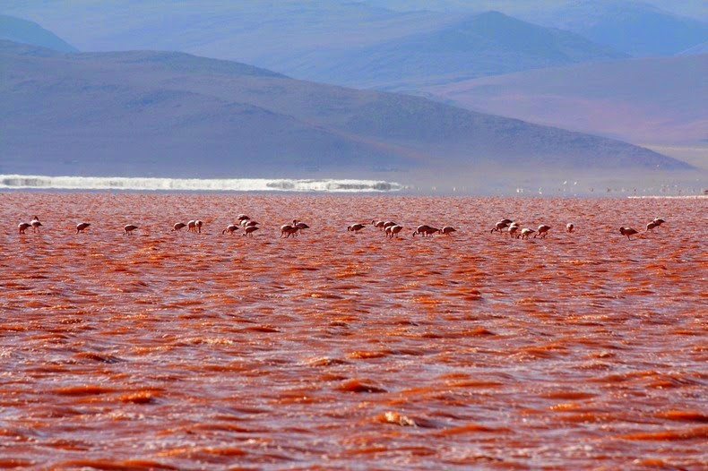 Hồ muối cạn Laguna Colorada trở thành điểm đến hấp dẫn du khách khi tới Bolivia bởi vì nhìn từ xa mặt nước hồ nhuộm một màu đỏ như máu.