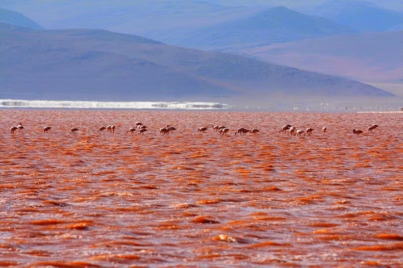 Hồ muối cạn Laguna Colorada trở thành điểm đến hấp dẫn du khách khi tới Bolivia bởi vì nhìn từ xa mặt nước hồ nhuộm một màu đỏ như máu.
