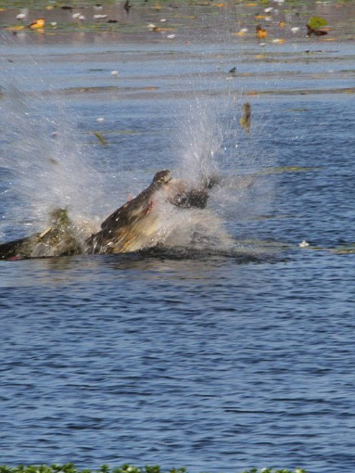 Đó là một cảnh tượng thực sự ngoạn mục và kịch tính bởi chuột túi wallaby xấu số là một con chuột túi đã trưởng thành, rất lớn và có sức phản kháng mạnh. (Nguồn Sina)