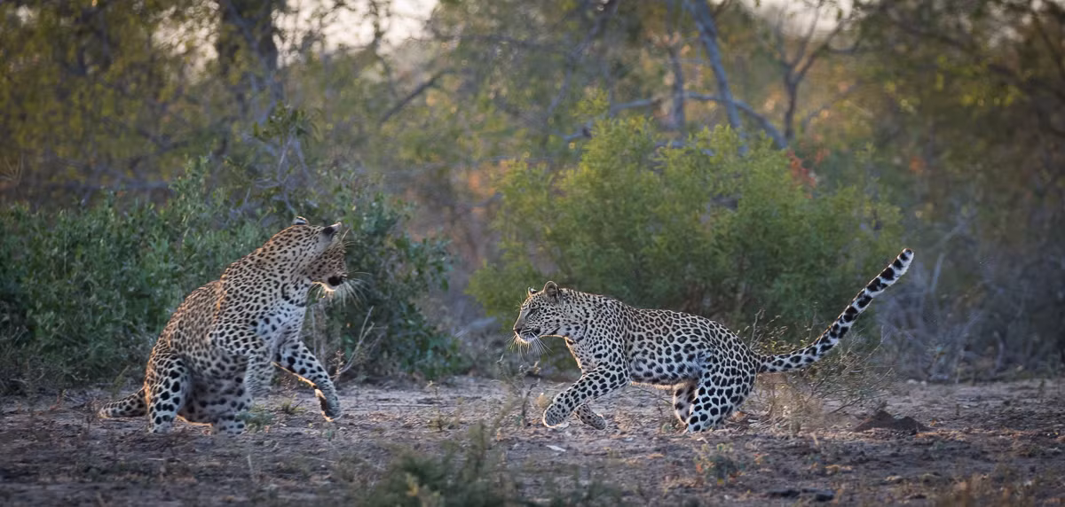 Ở loài gấu, các nhà khoa học ghi nhận gấu con có hành vi đòi mẹ cõng khi mỏi chân vì di chuyển xa. Lúc đó gấu mẹ sẽ đáp ứng yêu cầu của gấu con, cõng nó trên lưng. Tuy nhiên ở loài báo đốm, hành vi tương tự hầu như không xảy ra.