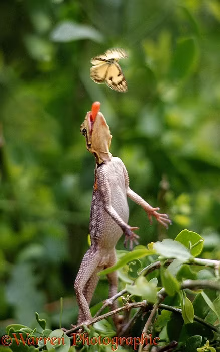 Thông thường, bạn sẽ thấy những cảnh hành động vô tình như thế này trong tự nhiên, một con thằn lằn phóng lưỡi săn giết bướm, chuồn chuồn... để ăn chứ không phải những cảnh lãng mạn giống như các ảnh trên.