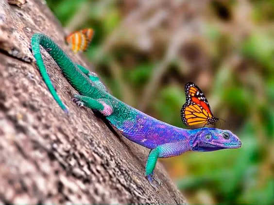 Hành động thân mật của những con bướm này được các nhà khoa học lý giải là để bổ sung dinh dưỡng cho mình.