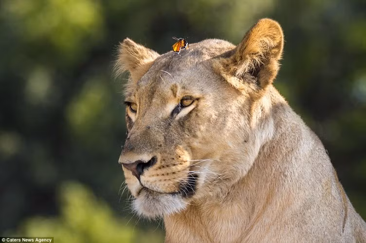 Thậm chí ngay cả khi con bướm đậu lên đầu, sư tử vẫn như say mê không hề biết gì, để mặc cho con bướm tự tung tự tác.