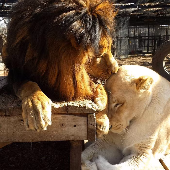 Sau khi hồi phục, cả hai được đưa đến ở chung với nhau. Ngay lập tức Kahn và Sheila rơi vào tình yêu sét đánh. Chúng quấn quýt nhau không rời, bù đắp cho nhau những tủi hổ, đau đớn trước đây. Kahn yêu Sheila đến nỗi nó ghen tuông điên cuồng khi thấy bất cứ ai tới gần Sheila. (Theo Bored Panda)