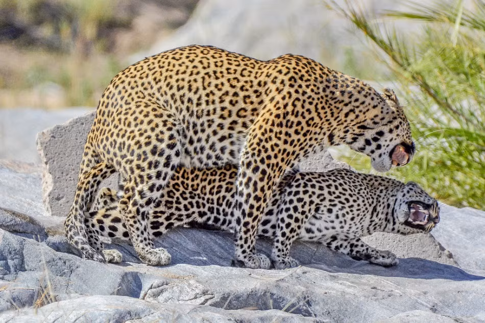 "Đây là một trường hợp rất hiếm và khác thường mà tôi và những du khách có mặt hôm đó may mắn được chứng kiến", nhiếp ảnh gia Bekker nói. (Nguồn Sina)