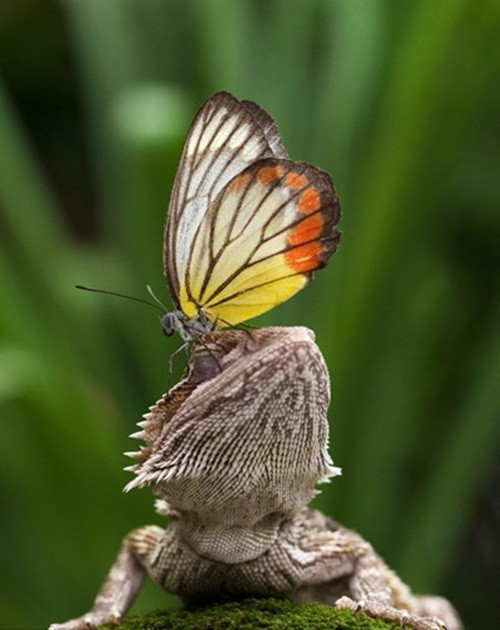 Theo cô Erni Wijaya, con thằn lằn có tên là Toby dường như bị choáng ngợp bởi vẻ ngoài lộng lẫy của bướm nhỏ, nó không hề khó chịu hay tức giận mà nhắm mắt tận hưởng sự vuốt ve nhẹ nhàng của con bướm. (Nguồn Sina)