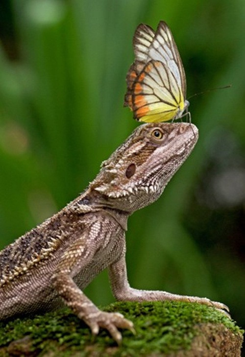 Trước đây không lâu, Erni Wijaya, một người phụ nữ ở Indonesia cũng ghi lại được những cảnh tượng khó tin khi con thằn lằn thú cưng của cô rơi vào tình yêu với một con bướm đẹp rực rỡ. (Nguồn Sina)