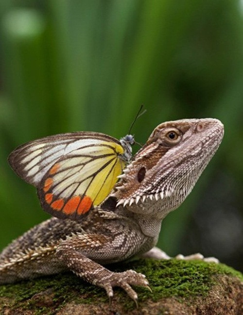 Nhiều người cho rằng, có lẽ họ hàng bò sát ở Indonesia thân thiện và có sở thích giao lưu, thân mật với những loài côn trùng nhỏ. (Nguồn Sina)