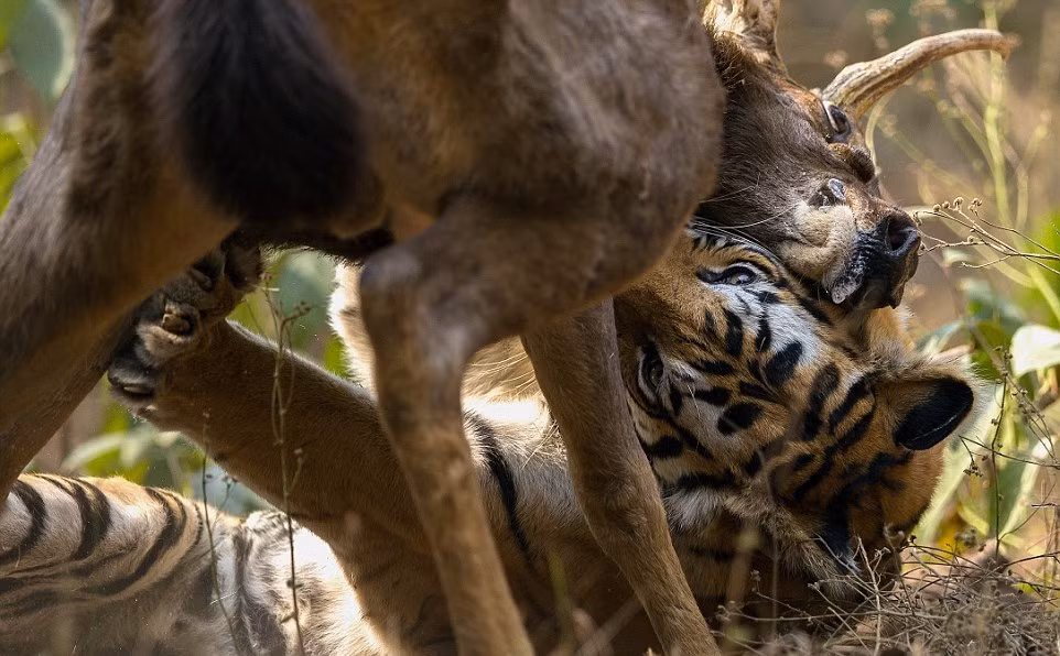 Nó chồm lên người con nai Sambar, cố gắng vật ngã con mồi xuống đất để dễ bề khống chế. (Nguồn Dailymail)