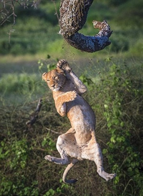 Nó sợ hãi buông tay và rơi xuống dưới đất đau điếng.