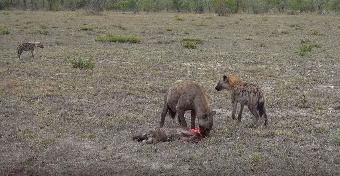 Mặc dù được sự cho phép của linh cẩu lớn hơn nhưng con linh cẩu trẻ tuổi cũng rất biết điều.