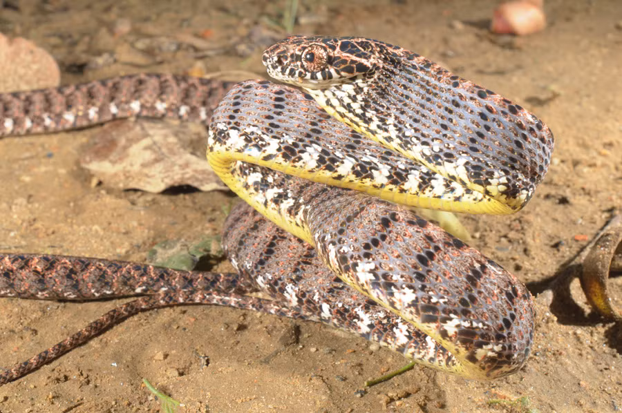 Toàn bộ phía trên cơ thể của rắn rào ngọc bích là màu đỏ phối với màu nâu sô cô la, xen kẽ những đốm đen và trắng, phần bụng có màu vàng sáng bắt mắt. Điểm đặc biệt là dọc theo cơ thể rắn rào ngọc bích có những thanh ngang màu xanh ngọc được giấu kín.