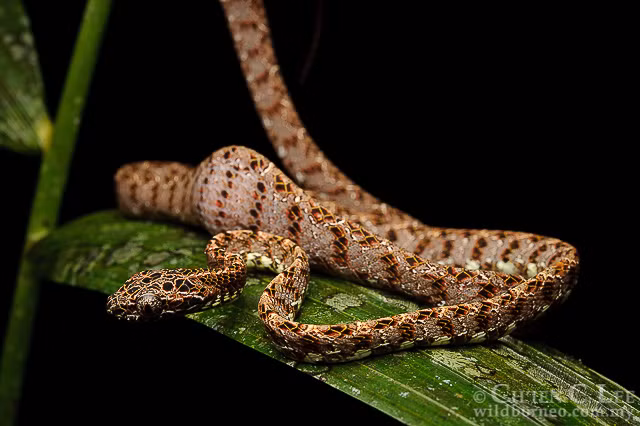 Khi rắn rào ngọc bích phình to cổ họng hoặc các phần cơ thể khác để đe dọa kẻ thù, tiêu hóa con mồi, những thanh ngang màu xanh ngọc đó nổi lên rõ ràng.