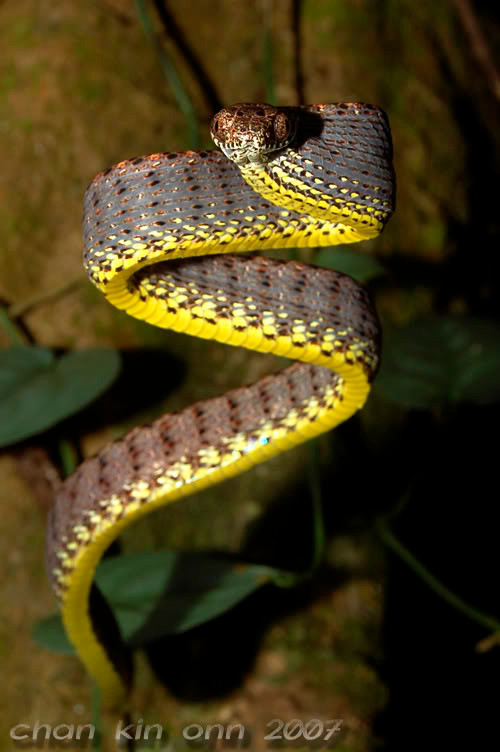 Để hù dọa kẻ thù, rắn rào ngọc bích phình to phần đầu của mình giống như rắn hổ mang bành, thậm chí nó còn bắt chước cả âm thanh của những loài rắn độc khác nhằm khiến kẻ thù phân vân. Trong lúc kẻ thù đang lưỡng tự có tấn công hay không, nhân cơ hội đó, rắn rào ngọc bích nhanh chóng lẩn trốn.