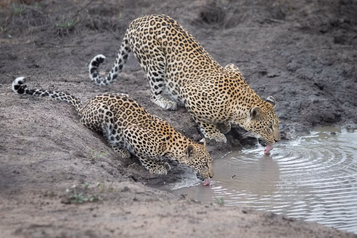 Thừa hưởng sự khôn ngoan, ranh mãnh cùng thân hình dẻo dai, linh hoạt của mẹ, báo đốm con luôn cố gắng để không khiến mẹ nó thất vọng.