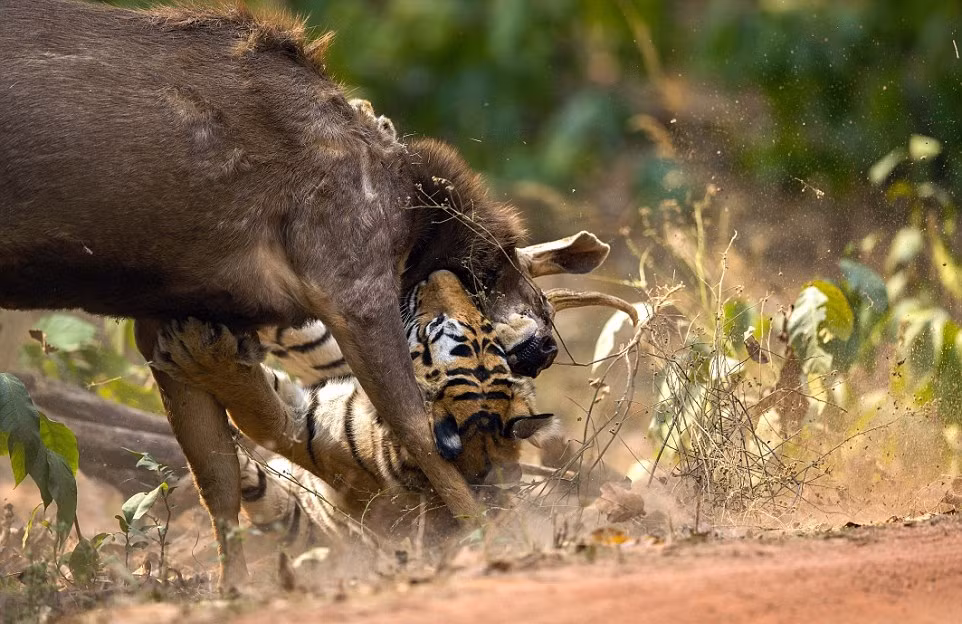 Về phần con nai Sambar, nhiếp ảnh gia Sudhir Shivaram đánh giá đây thực sự là một chiến binh quả cảm trong vương quốc động vật. (Nguồn Dailymail)
