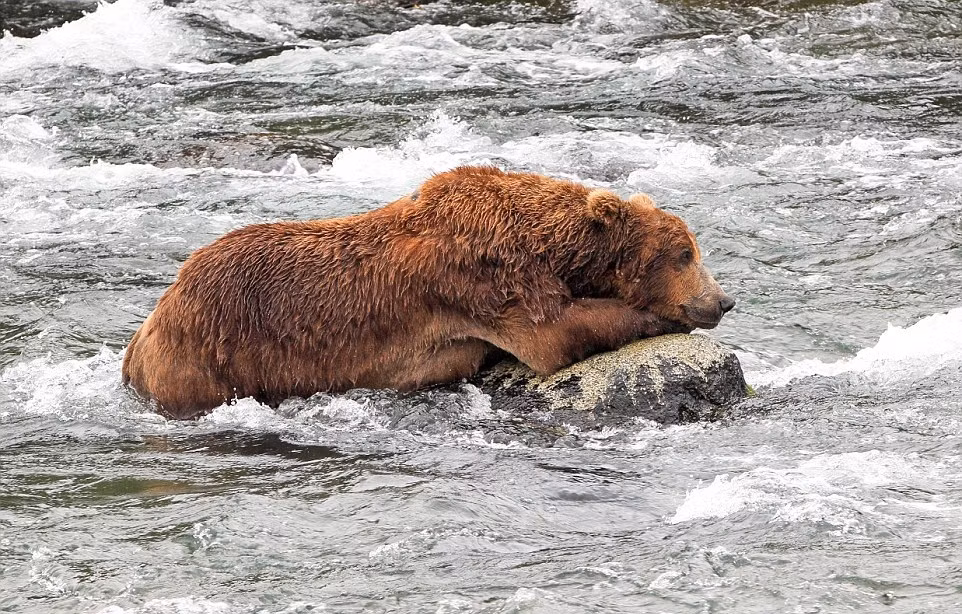 Sau vài lần thất bại, gấu cái nằm bệt xuống một tảng đá và nghỉ ngơi.