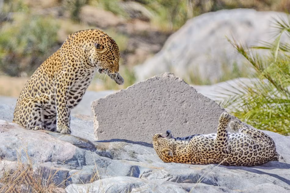 Không mảy may phiền não trước sự xuất hiện của con người, hai con báo hoa mai điên cuồng "mây mưa" liên tục. (Nguồn Sina)