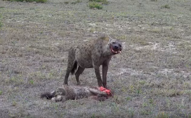 Linh cẩu cũng là một trong những loài động vật nổi tiếng xấu tính và ranh mãnh, chúng có thể thản nhiên ăn thịt đồng loại của mình khi có tranh chấp hoặc khi đói bụng mà không săn được mồi. (Nguồn Sina)