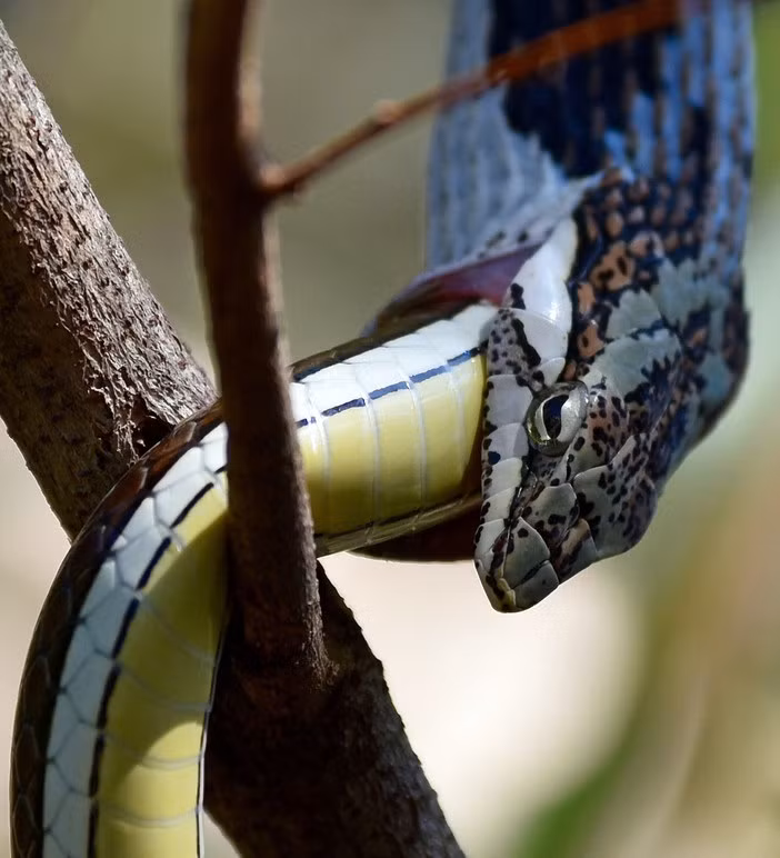 Không có gì ngạc nhiên khi rắn là một trong những loài động vật tiêu biểu cho hành vi ăn thịt đồng loại. Loài động vật máu lạnh, nổi tiếng là nham hiểm này có thể ăn thịt các loài rắn khác cũng như ăn thịt cả những con rắn nhỏ hơn cùng loài với mình. Hình ảnh được chụp tại một khu bảo tồn động vật hoang dã ở châu Phi. (Nguồn Sina)