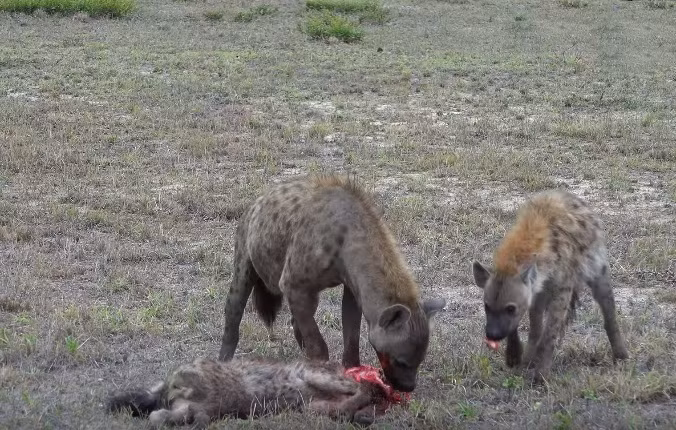 Miếng ngon không thể ăn một mình, con linh cẩu già đời chấp nhận chia sẻ thức ăn với một con linh cẩu trẻ hơn nhưng cùng gia tộc với mình.