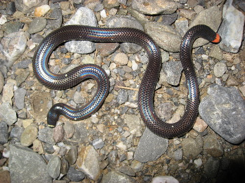 Đặc điểm này khiến kẻ thù của rắn hai đầu Calamaria septentrionalis không thể phân biệt đâu là đầu và đâu là đuôi của nó, chỉ cần kẻ thù tấn công nhầm nơi, rắn hai đầu sẽ có cơ hội thoát thân.