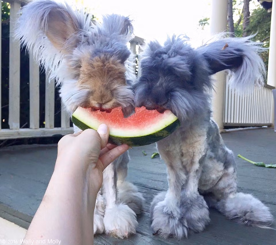 Wally rất thích chiếc mũi nhỏ xinh của Suki và thường xuyên chạm vào mũi của Suki nghịch ngợm.