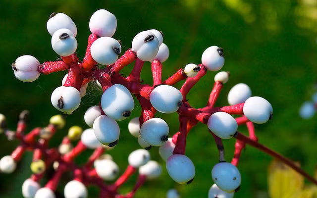 Toàn thân cây mắt búp bê đều rất độc hại đối với con người nhưng chất độc tập trung nhiều nhất và mạnh nhất ở phần quả. Chính vì chất độc ngọt ngào này mà cây mắt búp bê còn được gọi là loài cây của quỷ dữ.