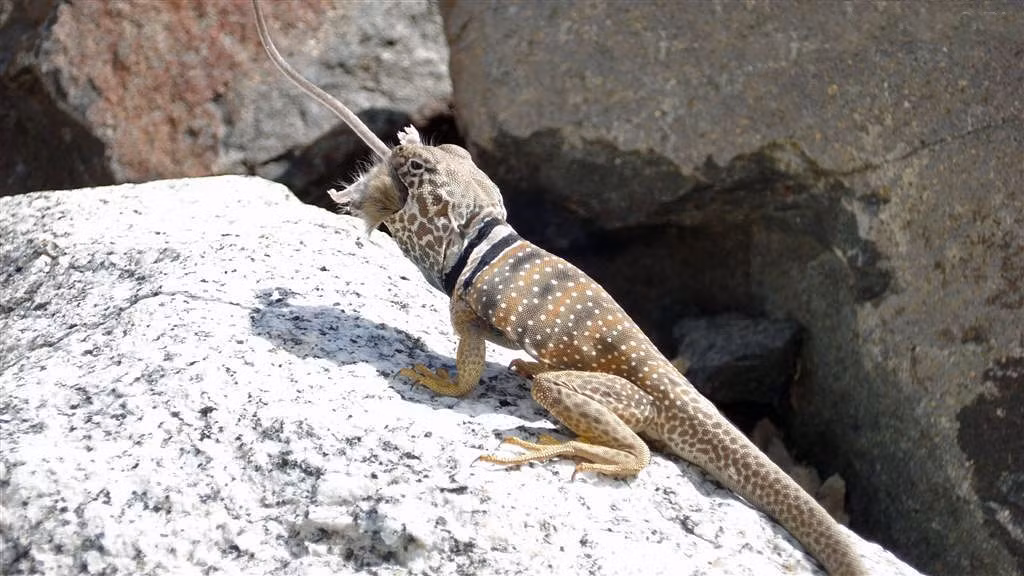 Ngay cả những con chuột lông lá và nổi tiếng là chạy trốn luồn lách cực nhanh cũng có lúc lọt vào tay thằn lằn và trở thành món ăn làm mới thực đơn của loài động vật máu lạnh này.