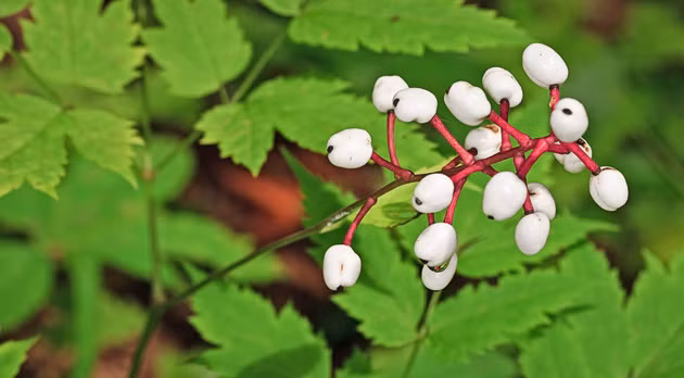 Độc của quả mắt búp bê là loại độc tác động trực tiếp lên cơ tim. Khi trúng phải loại độc này, mô cơ tim của nạn nhân lập tức bị chất độc làm căng cứng, không thể hoạt động khiến tim ngừng đập và nạn nhân tử vong một cách nhanh chóng.