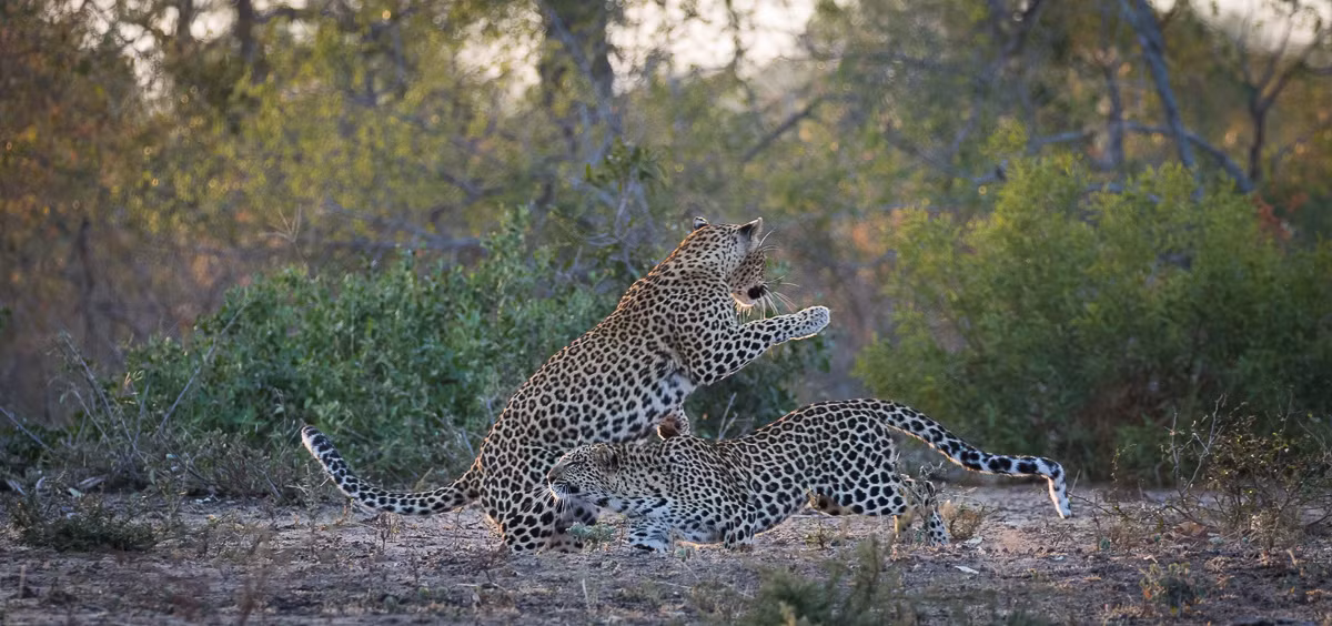 Điều này được lý giải rằng do báo đốm có nhiều kẻ thù tự nhiên hơn gấu nên chúng không thể nuông chiều con của mình.