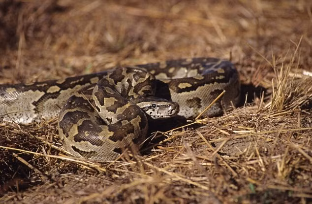 Cận cảnh một con trăn đá châu Phi giết mồi bằng cách siết mồi đến chết rồi nuốt chửng. (Nguồn Sina)