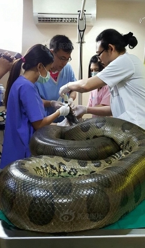 Sau khi chụp x-quang, các bác sĩ đã phát hiện một khối u rất to ở gần tim của Keow và khuyên chủ nhân của Keow sắp xếp phẫu thuật cho trăn cưng sớm nhất có thể. (Nguồn Sina)