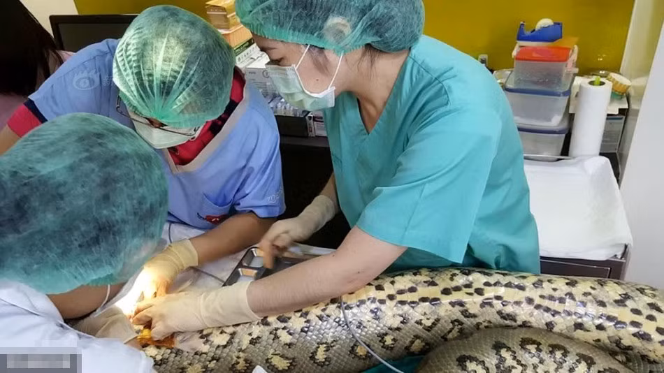 Đầu tháng 8, chủ nhân của Keow phát hiện ra chú trăn của mình mệt mỏi khó chịu, không chịu ăn uống. Nghi ngờ thú cưng mắc bệnh hoặc nuốt phải dị vật, chủ nhân của Keow đưa chú ta đến bệnh viện thăm khám. (Nguồn Sina)