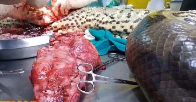 Sau khi sắp xếp, ngày 25/8 vừa qua, các bác sĩ đã tiến hành phẫu thuật trăn khổng lồ Keow. Trong hình là các bác sĩ đang tiến hành phẫu thuật cho Keow. (Nguồn Sina)