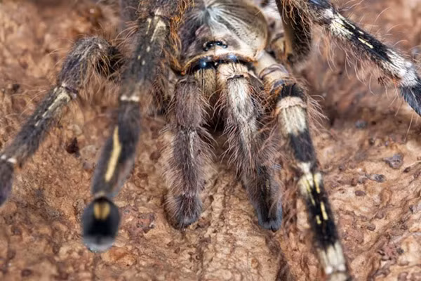 Một thời gian dài, người ta cho rằng lỗi về gene sau khi thụ thai gây ra hiện tượng này. Tuy nhiên khi phân tích hệ gene ở một số loài động vật lưỡng tính khác, các nhà khoa học đưa ra thêm một giả thuyết khá thuyết phục, rất có thể hiện tượng động vật lưỡng tính là kết quả của dạng lỗi trong quá trình tiến hoá.