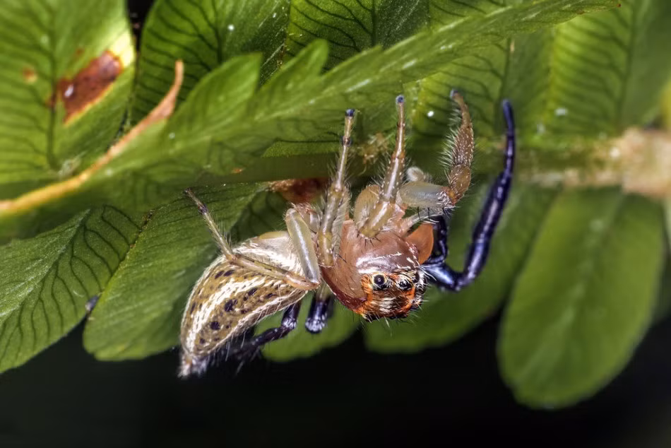 Tuy vậy, việc tồn tại và trưởng thành của con nhện lưỡng tính đã chứng minh sức sống mãnh liệt và nghị lực của nó. Có thể gặp khó khăn trong việc tìm kiếm bạn tình nhưng việc sở hữu cơ thể nửa đực nửa cái có thể khiến nó trở nên nổi bật, thu hút, cơ hội duy trì nòi giống không phải là không thể.
