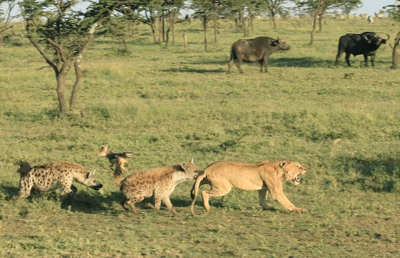 Mặc dù vậy, với lợi thế về số lượng lại có sự hậu thuẫn do chia chác ngầm với đàn chó rừng, linh cẩu nhanh chóng khiến sư tử cái phải bỏ cuộc. (Nguồn Sina)