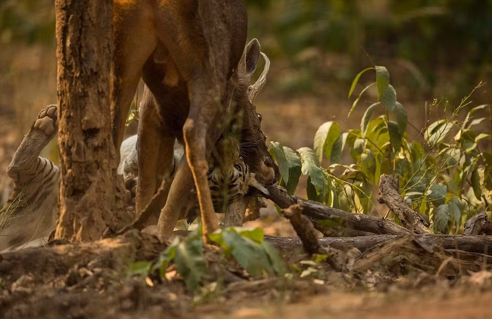 Sau cùng, với sự dũng cảm kinh người và sự khao khát được sống mãnh liệt, nai Sambar đã có được sự ủng hộ của thần may mắn, trong một tích tắc hổ văn sơ suất, nai Sambar vùng thoát khỏi sự khống chế của hổ vằn. (Nguồn Dailymail)