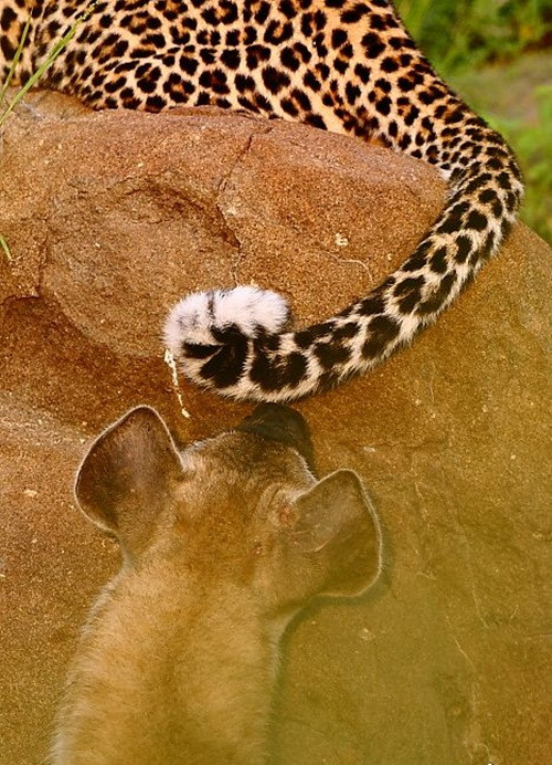 Trước đây, một nhiếp ảnh gia cũng ghi lại được cảnh tượng linh cẩu cắn đuôi báo hoa mai, quây giết báo hoa mai ở công viên quốc gia Kruger, Nam Phi. (Nguồn Africa Geographic)