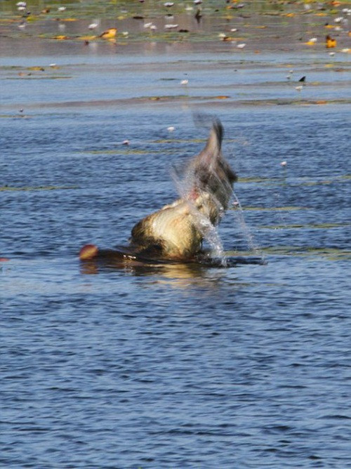 Trước khi nuốt chửng con mồi, con cá sấu khổng lồ ước tính dài hơn 4,5m quăng quật con mồi rất nhiều lần. Nó muốn con mồi chết hẳn và mềm xương trước khi nhai nuốt. (Nguồn Sina)