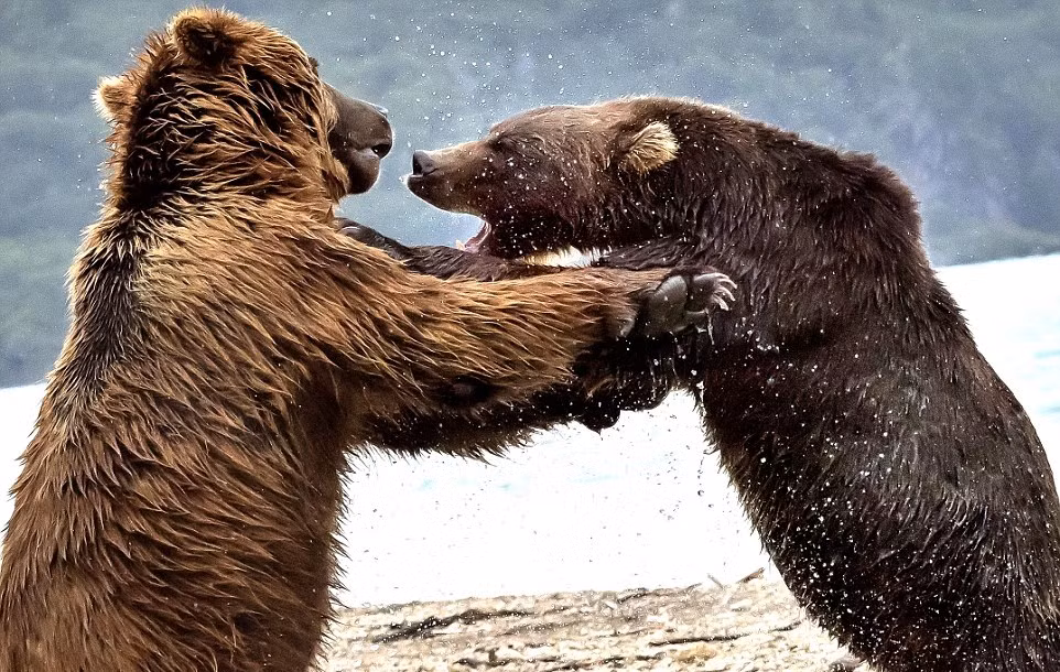 Cuộc chiến diễn ra gay cấn khi hai con gấu cân sức cân tài, không bên nào chiếm được ưu thế của bên nào.