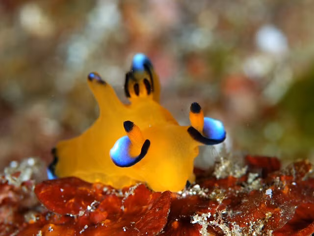 Ngay cả vệt đen trên chóp tai và đuôi của sên biển Thecacera Pacifica đều cực giống Pokemon Pikachu.