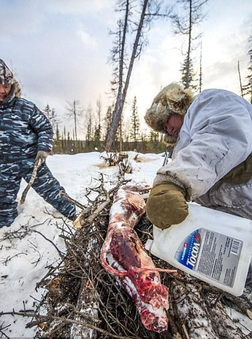 Ion Maxsimovic (bên phải ảnh) được mệnh danh là "Sư phụ giết sói" cũng là người dịa phương nổi tiếng nhất về săn giết sói. Chỉ trong năm 2014, Ion Maxsimovic đã giết chết tổng cộng 23 con sói, nhận được khoảng hơn 100 triệu đồng tiền thưởng và một chiếc xe trượt điện. Ion Maxsimovic cho biết, ngoài những phần thưởng tiền mặt, lý do chính khiến ông săn giết thành công những con sói hung ác là để bảo vệ gia súc, giúp gia đình tồn tại thuận lợi ở nơi khắc nghiệt này. (Nguồn Sina)