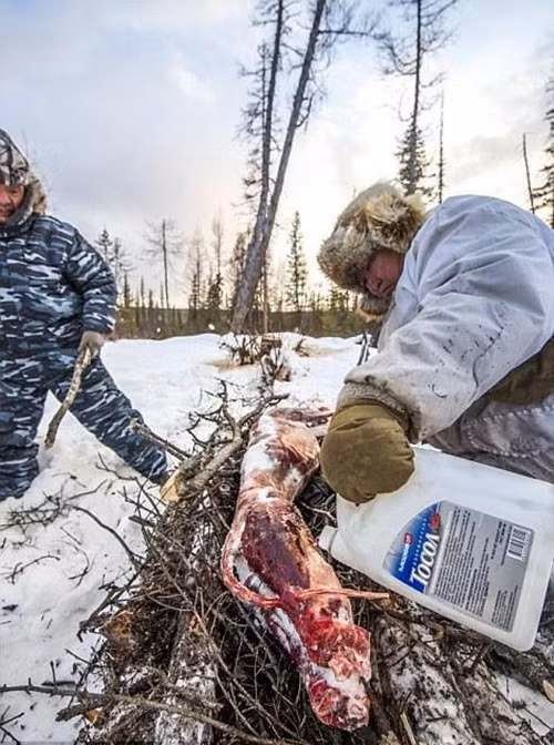 Ion Maxsimovic (bên phải ảnh) được mệnh danh là "Sư phụ giết sói" cũng là người dịa phương nổi tiếng nhất về săn giết sói. Chỉ trong năm 2014, Ion Maxsimovic đã giết chết tổng cộng 23 con sói, nhận được khoảng hơn 100 triệu đồng tiền thưởng và một chiếc xe trượt điện. Ion Maxsimovic cho biết, ngoài những phần thưởng tiền mặt, lý do chính khiến ông săn giết thành công những con sói hung ác là để bảo vệ gia súc, giúp gia đình tồn tại thuận lợi ở nơi khắc nghiệt này. (Nguồn Sina)