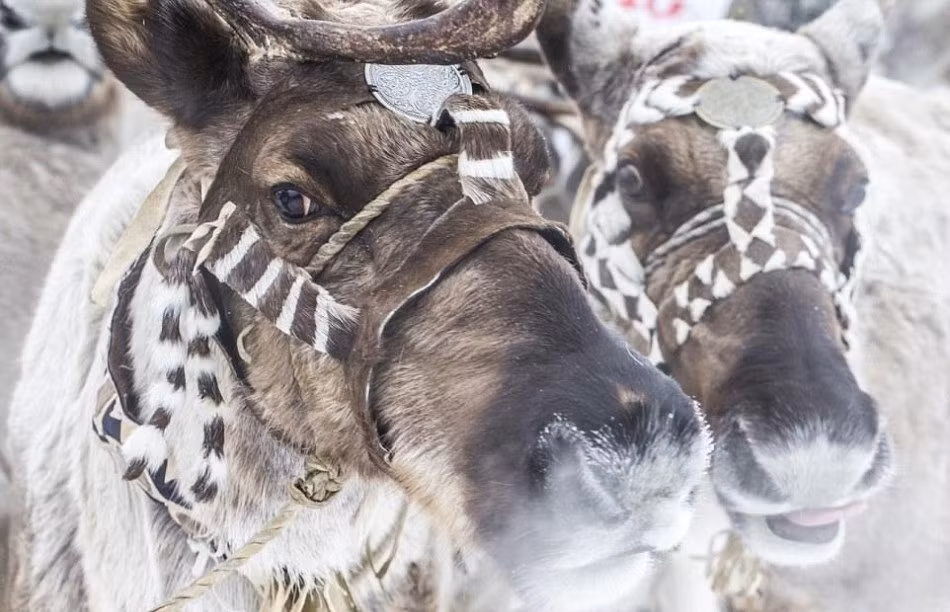 Theo ước tính đã có khoảng 12.000 con tuần lộc bị sói giết chết vào năm 2015, một con số thực sự đáng báo động. (Nguồn Sina)